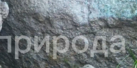 В Бурятии учёные зафиксировали необычное соседство манула и каменки - ИА Байкал-Daily