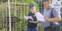 Условия содержания медведицы в придорожном кафе ЕАО проверила природоохранная прокуратура - ИА Eaomedia.Ru