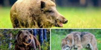 На кого в Приамурье открылась охота - Amur.Life