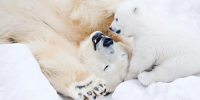 Фото: Lamberrto/Shutterstock/Fotodom - Ямал-Медиа