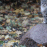 Фото: ПАИ - InformPskov.Ru