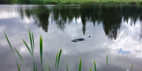 Водоём - Новый Компаньон