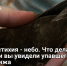 Их стихия — небо. Что делать, если вы увидели упавшего стрижа - Самарская Газета
