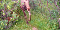 Лось на побережье Мурмана - ИА Nord-News.Ru