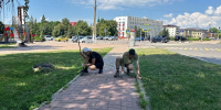 Студенческие трудовые отряды Валуйского округа объединили молодёжь - Сетевое издание Валуйская Звезда