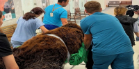 У красноярского медведя Кузи в Москве нашли тяжелые травмы позвоночника - Комсомольская Правда