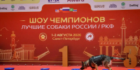 Региональная кинологическая выставка «Лучшие собаки России» с участием подопечных Росгвардии СЗФО прошла в Петербурге - Spbdnevnik.ru