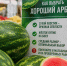 Жителям округа рассказали, как выбрать спелый и безопасный арбуз - Газета Пригород