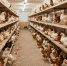Курятина дорожает | Фотография 1 - Магнитогорский металл