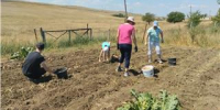 Время сбора урожая (видео) - Kerch.Com.Ru