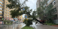 Ураганный ветер уронил дерево на электропровода на улице Бутина в Чите - Забайкальский рабочий