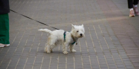 собака - ГТРК Татарстан