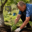 Лучше бархатцев: сажаю под яблоней 3 небольших кустика — и муравьи с тлей все лето обходят дерево за версту - Pro Город Ухта