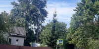 Опасность над головой: жители улицы Кутаисской просят ЛДПР спасти их от нависших ветвей - ЛДПР