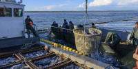 Вылов сельди в Хабаровском крае вырос на 8% в 2026 году - ИА Хабаровский край сегодня
