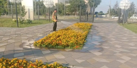 Сотрудники Комбината благоустройства трудятся с раннего утра - Балаковские вести