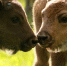 Приокско-Террасный заповедник проведет мероприятия, которые тронут сердца жителей Рузского округа - РузаРИА
