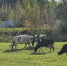 Кировские коровы стали продуктивнее - Город Киров