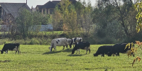 Кировские коровы стали продуктивнее - Город Киров