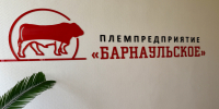 От заводской конюшни до генетического центра: племпредприятие «Барнаульское» отмечает 70-летний юбилей - Администрация г. Барнаул