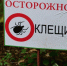Рост активности клещей зафиксирован в Ульяновской области - Ulyanovsk.Express