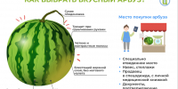 Всемирный день арбуза. Выбираем арбуз: сладкий, вкусный, безопасный - Роспотребнадзор
