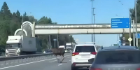 Необычное ДТП на Ленинградском шоссе: лось врезался в фуру, выдержал удар и ушёл в лес — что известно о происшествии в Солнечногорске - Chehov-Vid.Ru