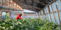 Нефтебазы Ставрополья запасли 83% дизтоплива от потребностей аграриев - ИА Победа 26