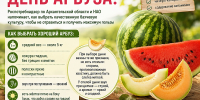 Как выбрать безопасный арбуз и дыню - Сетевое издание Коноша29