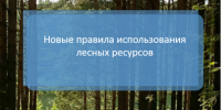 Новые правила использования лесных ресурсов с 2026 года. - Город Людиново и Людиновский район
