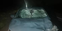 Два ДТП с участием лосей произошло в Башкортостане за выходные - Минэкологии РБ