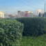В Кирове ухаживают за клумбами, кустарниками и деревьями - Свойкировский.рф