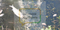 Власти нашли виновников загрязнения реки в станице Динской Краснодарского края, но рыба продолжает гибнуть, а зловоние отравляет жизнь местных жителей - LiveKuban.Ru