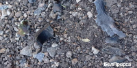 При ударах беспилотников в Белгородской области пострадали 3 человека - БелПресса