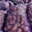 Уборку картофеля начинают в хозяйствах Кочубеевского округа - Вечерний Ставрополь