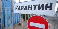 Карантин по бешенству объявили в Михайловке Волгоградской области - Волга-Медиа