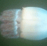 Огромные медузыкорнероты заполонили море у Владивостока видео - Amur.Life