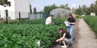 В Приамурье на пришкольном участке вырастили мегасою - ИА Порт Амур