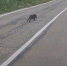 Перепуганного кабаньего ребенка сняли на видео в Бурейском округе - Amur.Life