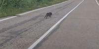 Перепуганного кабаньего ребенка сняли на видео в Бурейском округе - Amur.Life