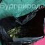 Жительнице Омска грозит штраф за сбор редкого растения в Бурятии - ИА Байкал-Daily
