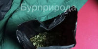 Жительнице Омска грозит штраф за сбор редкого растения в Бурятии - ИА Байкал-Daily