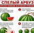 В Роспотребнадзоре рассказали, как выбрать безопасный арбуз - Gubernia.Com
