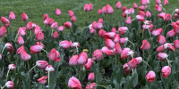 Ливни и грозы: жителей и гостей Сочи призвали соблюдать меры безопасности - Sochi24.tv