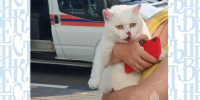 В Орле спасатели помогли кошке, упавшей с третьего этажа - Орловский Вестник