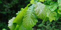 Дожди смогут ослабить жару в Краснодарском крае, но всего на день - Кубанские Новости