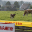 Село под Самарой закрыли на карантин из-за опасной болезни коров - Самарская Газета