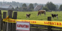 Село под Самарой закрыли на карантин из-за опасной болезни коров - Самарская Газета