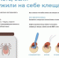 Как удалить клеща и что делать после укуса? - Роспотребнадзор