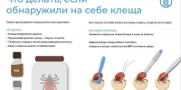 Как удалить клеща и что делать после укуса? - Роспотребнадзор